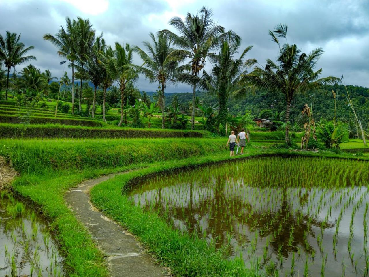 Puri Pilihani Hostel Munduk Exteriér fotografie